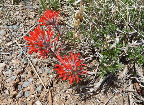 Desert Paintbrush (Castilleja chromosa)