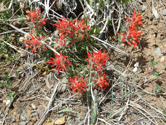 Desert Paintbrush (Castilleja chromosa)