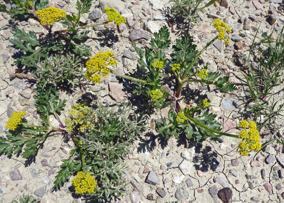 Leafy Wild Parsley (Musineon divaricatum)