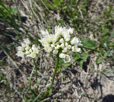 Prairie Onions (Allium textile)