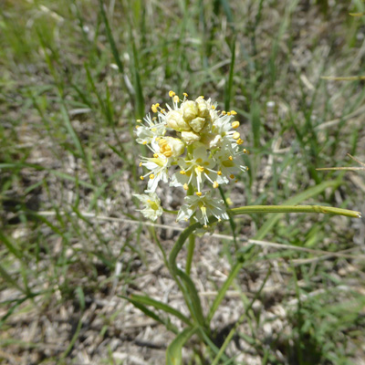 Meadow Death Camas (Toxicoscordion venenosum)