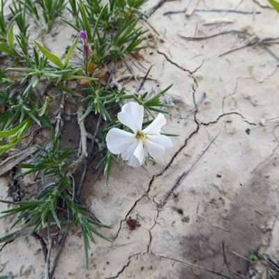 Prairie Phlox (Phlox andicola)