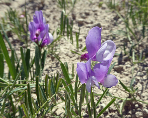 American Vetch (Vicia americana)