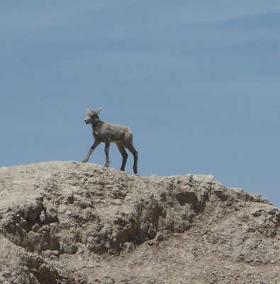 Big Horn Sheep lamb