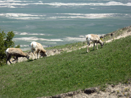 Big Horn sheep