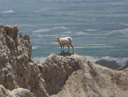 Big horn sheep