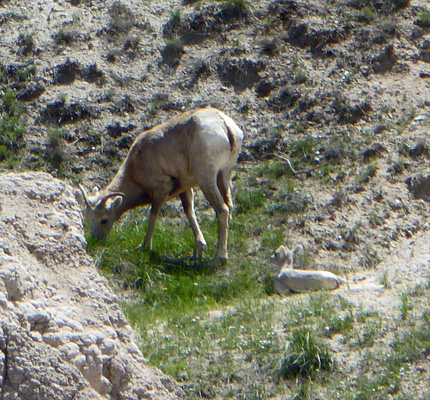 Big horn sheep and lamb