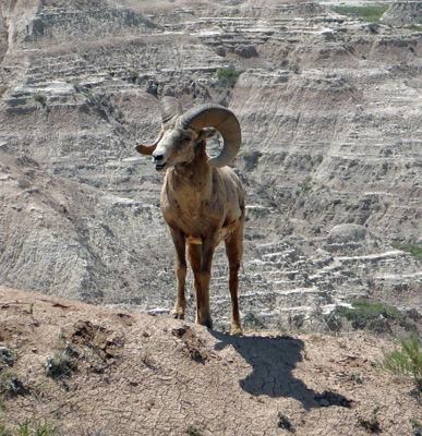 Big horn ram