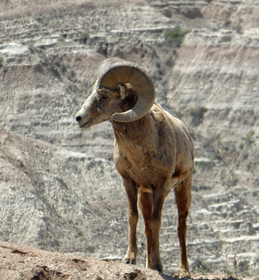 Big Horn ram