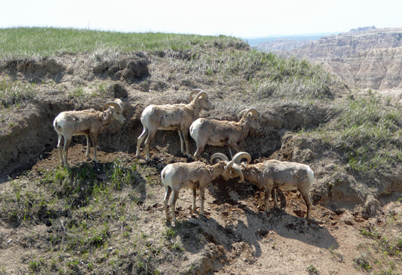 Big Horn Rams