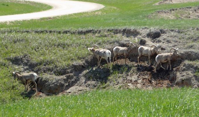 Big Horn Rams