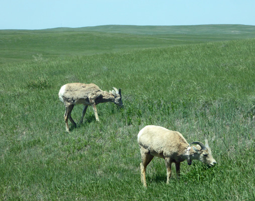 Big Horn sheep