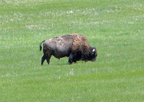 Bison Badlands NP