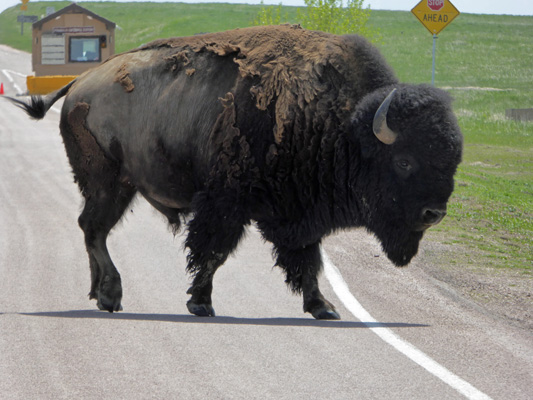 Bison