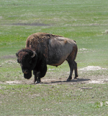 Bison