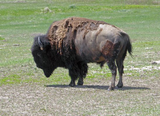 Bison