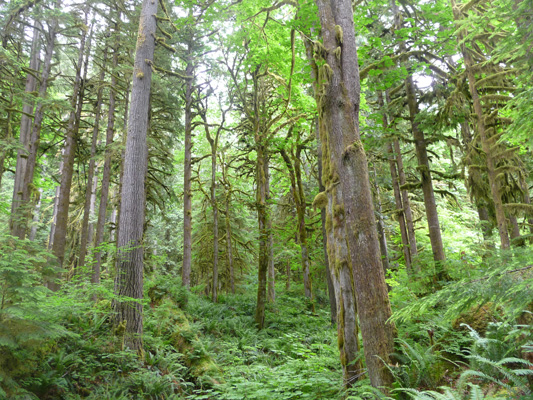 Mossy Trees along Baker Lake Trail WA