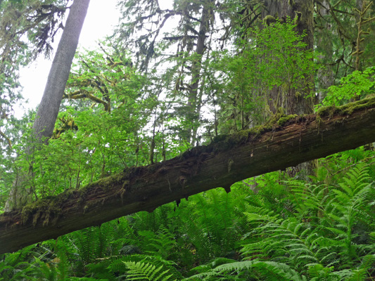 Elevated nurse log Baker Lake