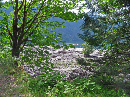 Driftwood on north end of Baker Lake WA