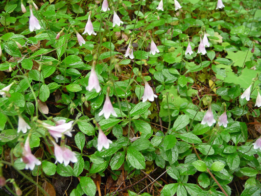 twinflowers (Linnaea borealis)