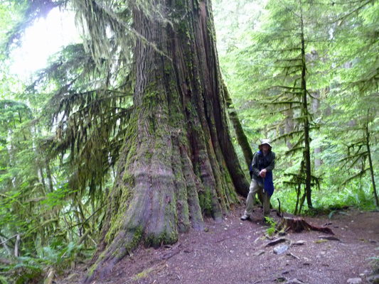 Walter Cooke and old growth Western Red Cedar