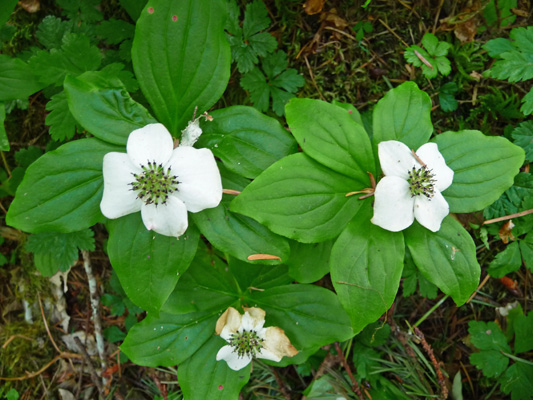 bunchberry (Cornus canedensis)