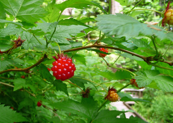 salmon berries