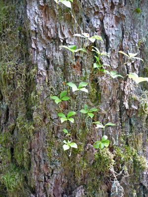 Bunchberry growing on tree trunks