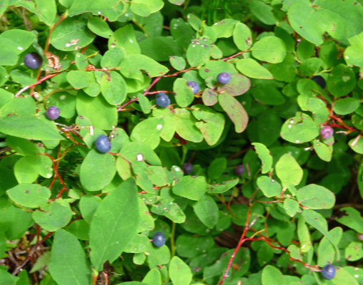 Huckleberries