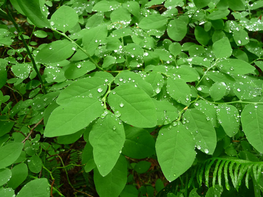 Rain drops on red huckleberry leaves