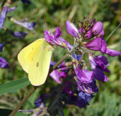 butterfly on common vetch