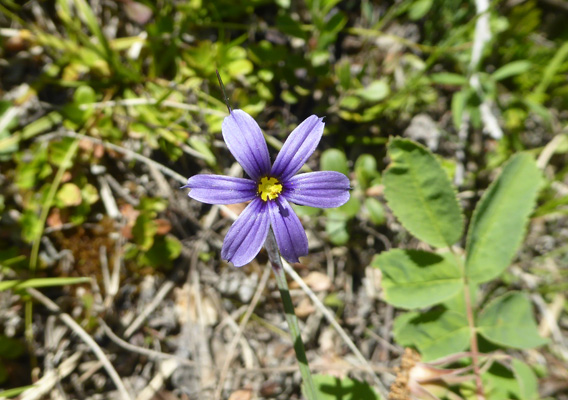 Blue-eyed Grass (Sisyrinchium montanum)