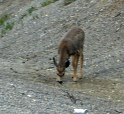 Blurry deer photo