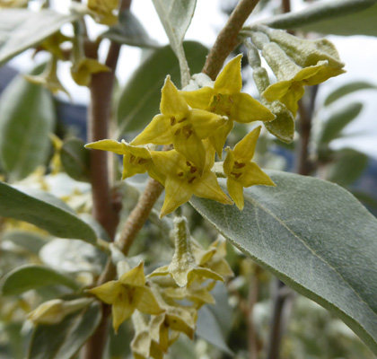 Silverberry (Elaeagnus commutata)