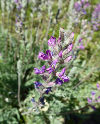 unknown flower