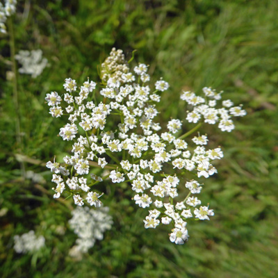 Queen Anne's Lace