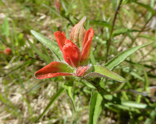 Harsh Indian Paintbrush (Castilleja hispida)