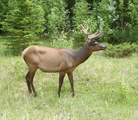 Bull elk