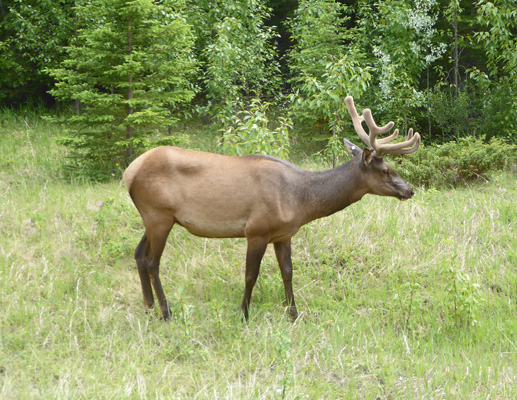 Bull elk