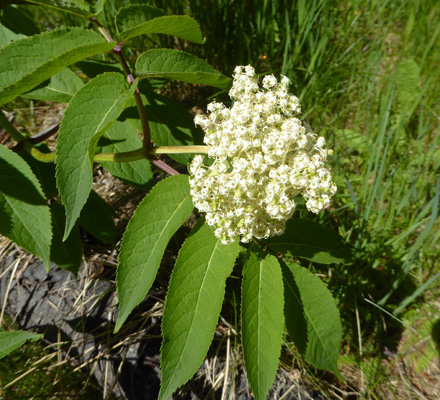 red elderberries (Sambucus racemosa)