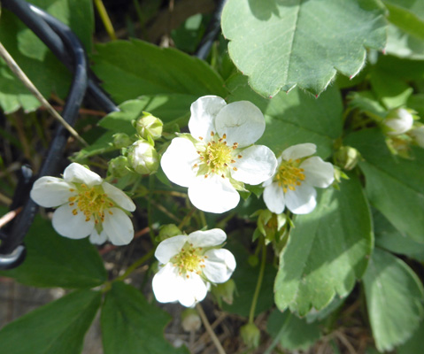 Wild Strawberries