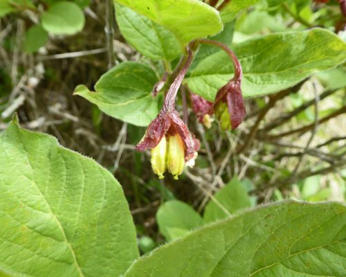 Twinberry (Lonicera involucrata)