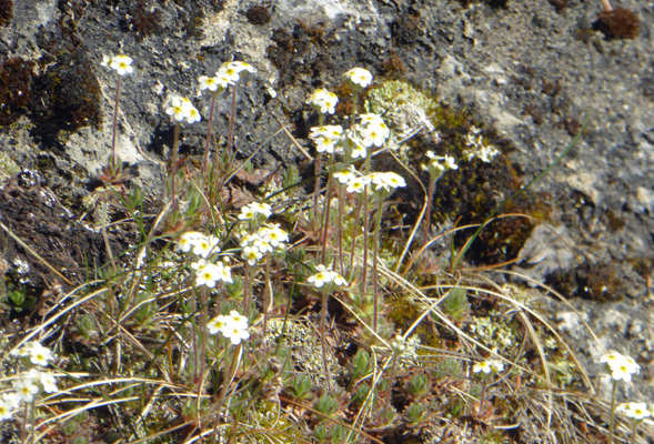 Unknown flowers