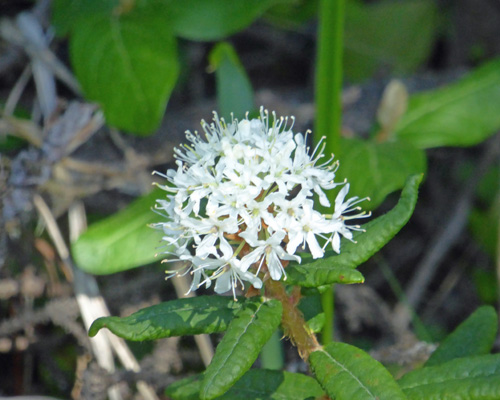 Labrador Tea (Rhododendron groenlandicum)