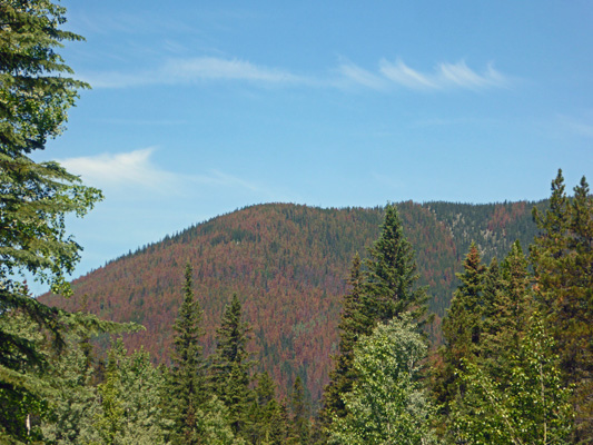 Pine bark beetle die off