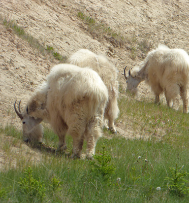 Mountain goats