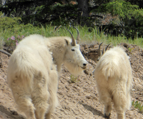 Mountain goats