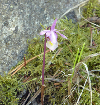 ladyslipper (Calypso bulbosa)