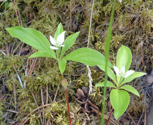 bunchberries (Cornus canadensis)