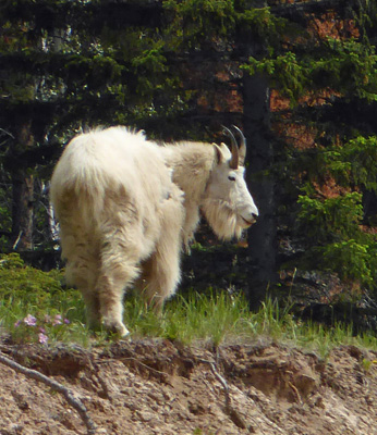 Mountain goat